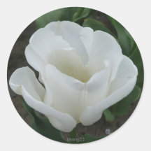 white tulip sticker