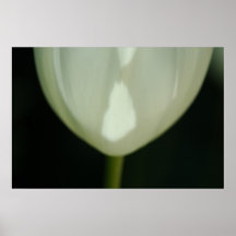 White tulip with shadows print