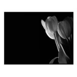 White Tulips Photo On Black Background Postcard