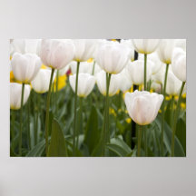 White tulips poster