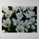 White Tulips Print
