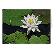White Water Lily Note Card