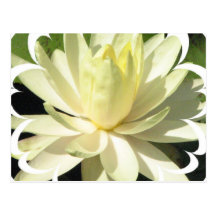 White Water Lily Postcard