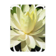 White Water Lily Premium Magnet