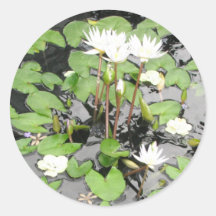 White waterlilies reflection round stickers