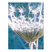 white weed postcard