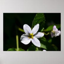 White Wild Flower in the Sandia Mountains poster