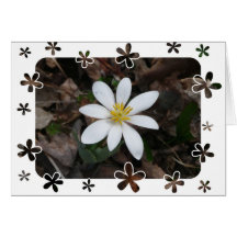 White wildflower cards