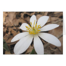 White Wildflower Note Card