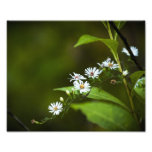 White Wildflower Photo Art