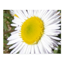 White Wildflower Postcards