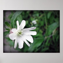 White Wildflower Poster