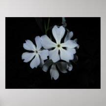 White Wildflower Poster
