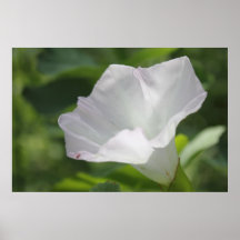 White WIldflower Posters