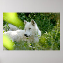 White Wolf Posters