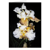 White Yellow Iris At Dusk Cards