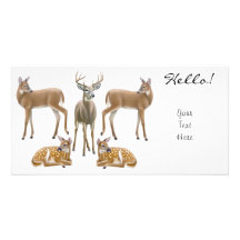 Whitetail Deer Photo Card