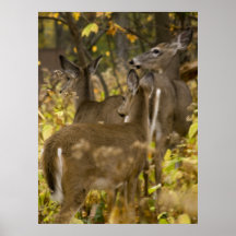 Whitetail Deer Smokey Mtns Poster