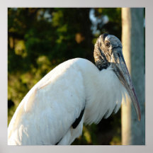 Whood Stork Posters