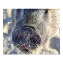 Wilbur Art Photo