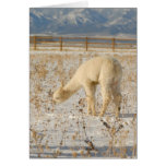 Wild Alpaca Cards