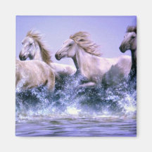 Wild and free, Camargue Horses Fridge Magnets