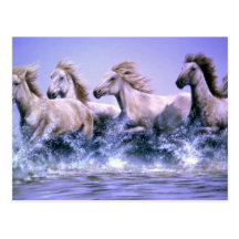 Wild and free, Camargue Horses Post Cards