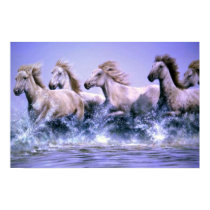Wild and free, Camargue Horses posters