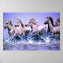 Wild and free, Camargue Horses Posters