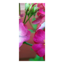 wild baby roses customized rack card
