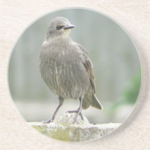 wild bird beverage coaster