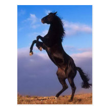 Wild Black Stallion Rearing Horse Post Cards