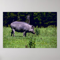 Wild Boar Poster