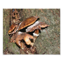 Wild Brown Mushrooms 10x8 Nature Print Photo Print
