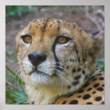 Wild Cheetah Poster