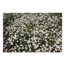 Wild Daisies Photo