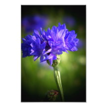 Wild Flower Art Photo