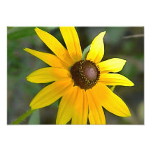 Wild Flower Photo Print