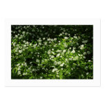 Wild Garlic (Bordered) Business Cards