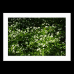Wild Garlic (Bordered) business cards