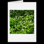 Wild Garlic cards