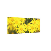 Wild Golden Ragwort: Macro Closeup View canvas prints