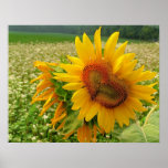 Wild Heart ,Sunflowers,Prints
