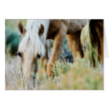 Wild horse greeting cards