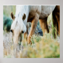 Wild horse , Jeffrey Sinnock Poster