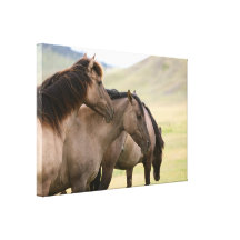 Wild Horse Large Canvas Fine Photography Canvas Prints