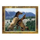 Wild horses fighting, Pryor Mountain, Montana Postcards