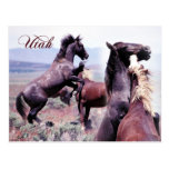 Wild horses fighting, Utah Post Cards
