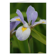 Wild Iris Card