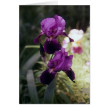 Wild Iris Greeting Cards